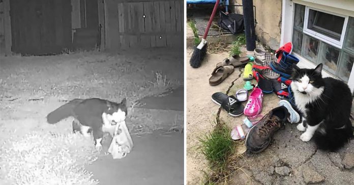 Mulher descobre que seu gato está roubando sapatos de toda a vizinhança