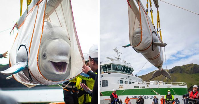Baleias beluga não param de sorrir depois de serem resgatadas na China