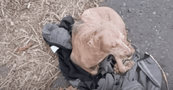 Cadela abandonada dorme no casaco do humano que a abandonou, esperando seu retorno