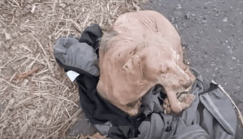 Cadela abandonada dorme no casaco do humano que a abandonou, esperando seu retorno