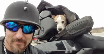 Motociclista resgata cachorro do abuso físico na estrada