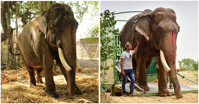 Elefante de 70 anos que foi abusado durante a maior parte da vida, finalmente é resgatado