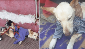 Lunita, a cadela deficiente que recuperou a vontade de viver depois de ser abandonada