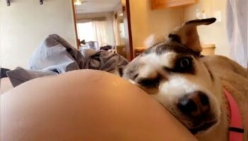 Esta cadela adora ouvir seu irmão mais novo no ventre de sua mãe