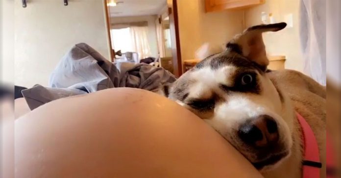 Esta cadela adora ouvir seu irmão mais novo no ventre de sua mãe