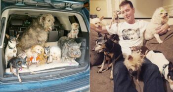 Ele foi a um abrigo e adotou 10 cães idosos que ninguém mais queria
