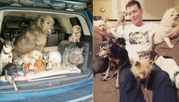 Ele foi a um abrigo e adotou 10 cães idosos que ninguém mais queria