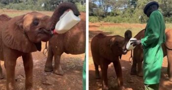 Adorável momento em que um elefante bebê órfão segura sua própria mamadeira