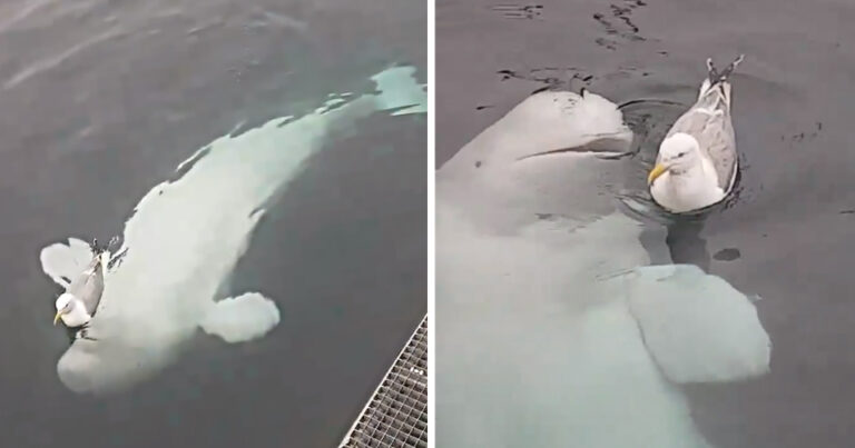 (VÍDEO) Adorável baleia beluga tenta fazer amizade com uma gaivota