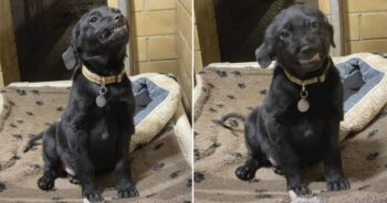 Cachorrinho sorri para todos que passam na esperança de conseguir um lar