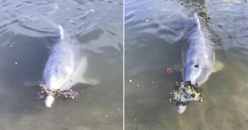 Golfinho traz presentes das profundezas aos pescadores para receber comida em troca