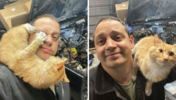 Homem encontra gatinha amigável em sua garagem enquanto consertava seu jipe