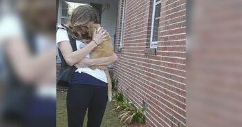 Gato pula nos braços da mãe depois de ficar perdido por 536 dias