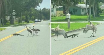Esta família de garças ajuda um pequeno crocodilo a atravessar a rua