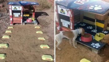 Homem constrói restaurante 24 horas para cachorros abandonados