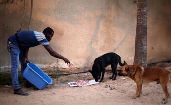 Homem palestino dedica sua vida resgatando cães na Faixa de Gaza