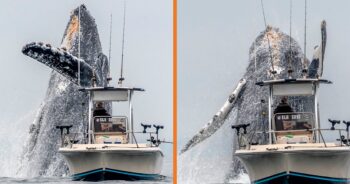 VÍDEO: BALEIA GIGANTE dá salto espetacular ao lado de um pequeno barco de pesca