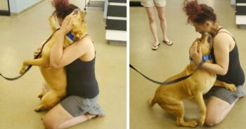 Mulher buscava adotar um pet de abrigo e encontra o cachorrinho que perdeu há 2 anos