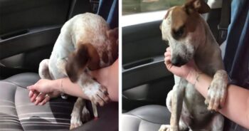 Mulher resgata cachorrinho e ele acaricia sua mão em uma demonstração de gratidão
