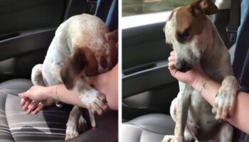 Mulher resgata cachorrinho e ele acaricia sua mão em uma demonstração de gratidão