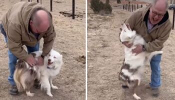Cadelinha cega e surda reconhece imediatamente seu avô humano após um ano de separados