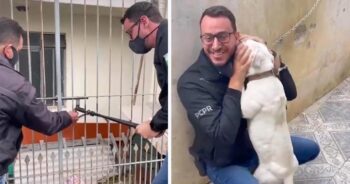 Cachorrinha agradecida não para de beijar o homem que veio para libertá-la