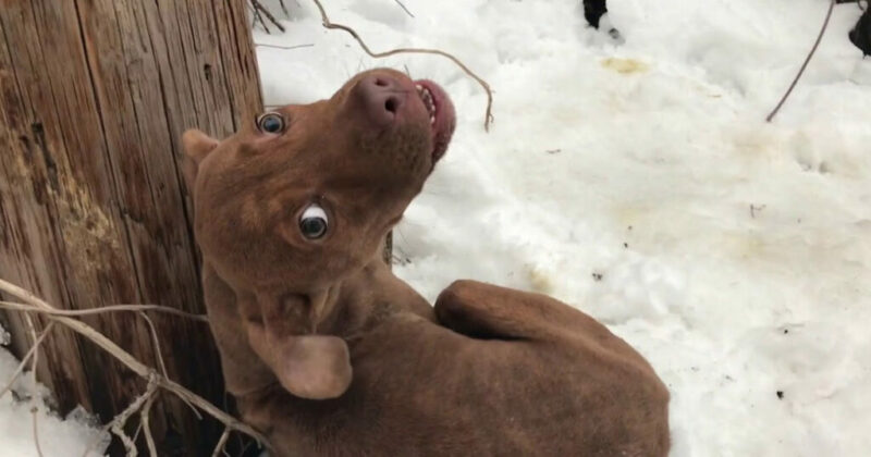 Cachorrinho abandonado tremendo na neve chorava por socorro