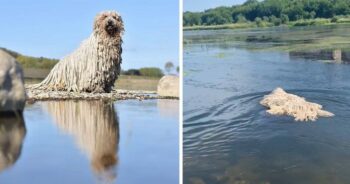 Cachorro parecido com esfregão se torna viral após ser flagrado nadando em um lago
