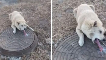 Homem salva cachorro que estava com a língua congelada em uma tampa de esgoto