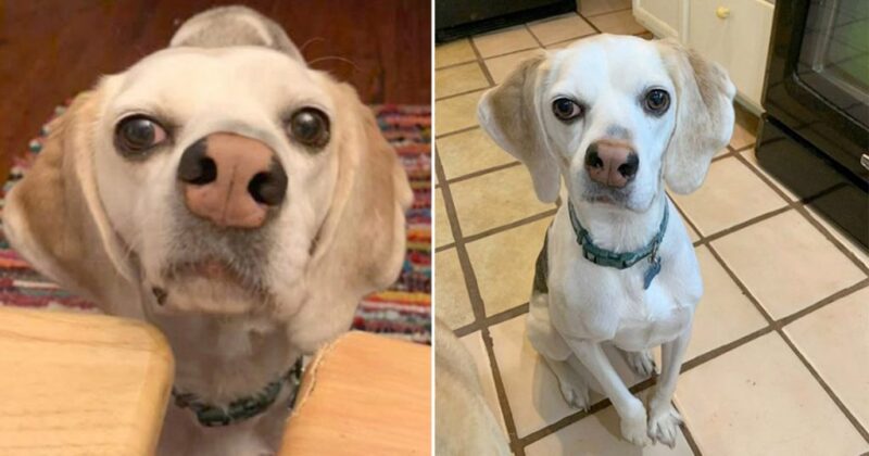 Cachorro ignorado por ter nariz torto finalmente encontra um lar depois de anos no abrigo