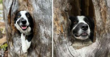 Cachorro encontra um lugar aconchegante em uma árvore e decide subir nela