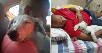 Cachorro adormece no ombro de seu salvador ao perceber que ele o levava para a casa