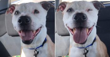 Cachorrinho resgatado não para de sorrir durante todo o caminho para casa