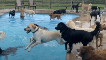 Cães se divertem em piscina em forma de osso na creche para cachorros