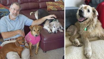 Homem abre asilo para cães que foram abandonados na velhice