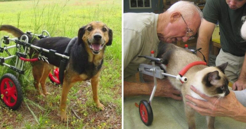 Veterinário aposentado de 92 anos dedica sua vida a fazer cadeiras de rodas para animais deficientes