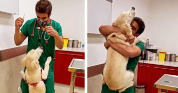 Veterinário tem uma maneira fofa de vacinar cães sem que eles percebam