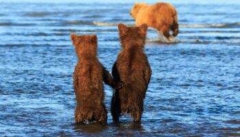 Filhotes de urso dão as mãos enquanto a mãe vai caçar para o jantar