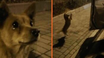 Cachorrinho perdido chora ao receber comida de uma estranha