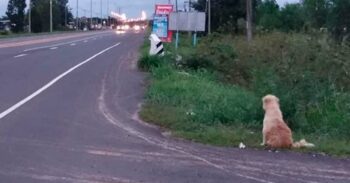 Cachorro se perdeu em uma caminhada há 4 anos e espera por sua família na estrada desde então