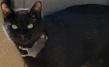 Mamãe gata adota um filhote de gambá, ela o ama tanto quanto todos os seus filhos