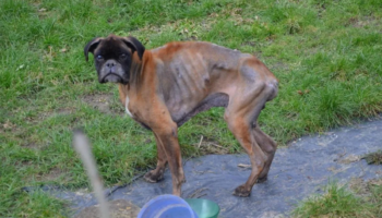 Cachorro está triste e abandonado nas ruas após a morte de seus donos