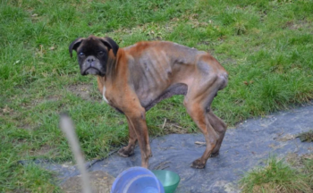 Cachorro está triste e abandonado nas ruas após a morte de seus donos