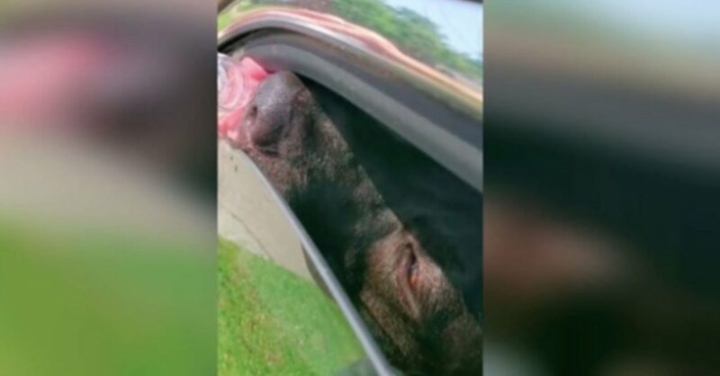 Homem vê cachorrinho preso em um carro quente e infringe a lei para salvá-lo