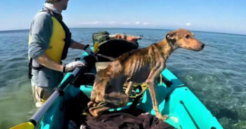 Fotógrafo encontra um cachorrinho abandonado em uma ilha deserta e o resgata