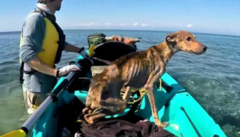 Fotógrafo encontra um cachorrinho abandonado em uma ilha deserta e o resgata