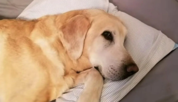 Partiram juntos, cachorro morre 15 minutos depois de seu pai humano