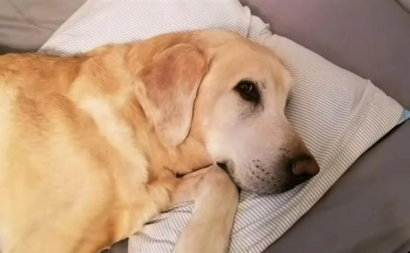 Partiram juntos, cachorro morre 15 minutos depois de seu pai humano