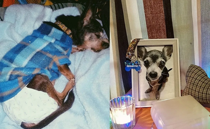 Joselito, o cachorro que sofreu abusos durante anos, morreu mais feliz do que nunca