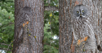 Fotógrafo vê coruja se misturando perfeitamente com uma árvore